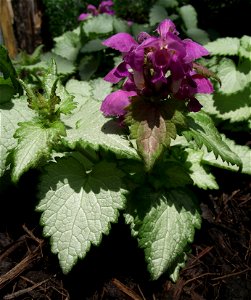 Lamium maculatum 'Ghost' at the San Diego County Fair, California, USA. Identified by exhibitor's sign.