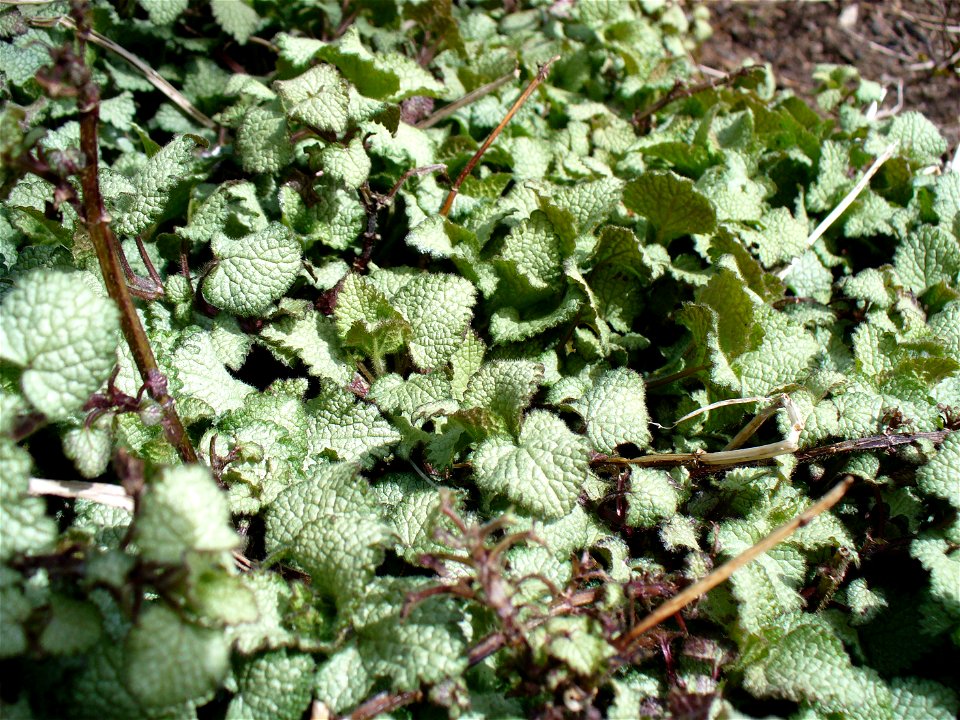 I am the originator of this photo. I hold the copyright. I release it to the public domain. This photo depicts leaves.