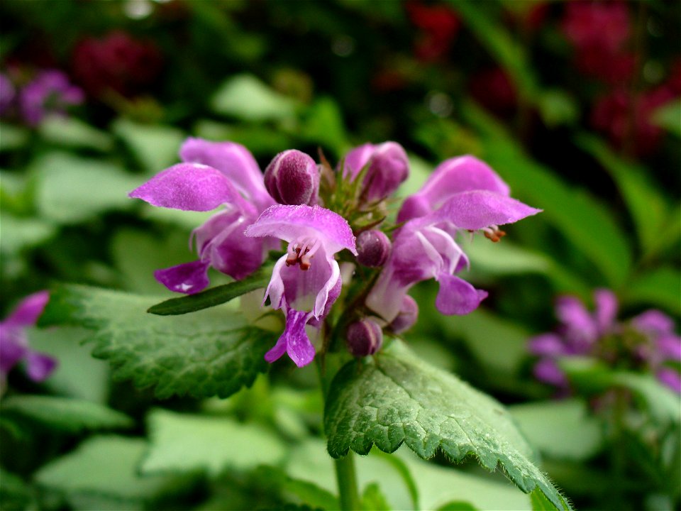I am the originator of this photo. I hold the copyright. I release it to the public domain. This photo depicts flowers.