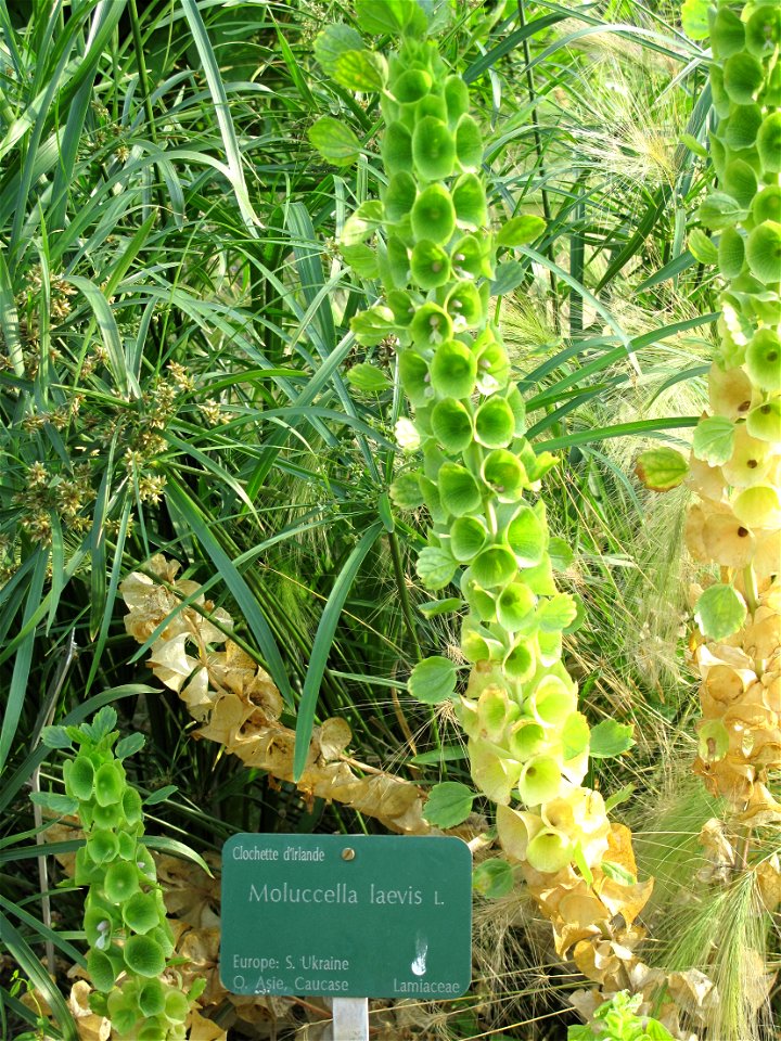 Moluccella laevis in the Jardin des Plantes in Paris.