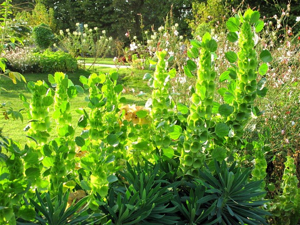 Moluccella laevis in the Jardin des Plantes in Paris.