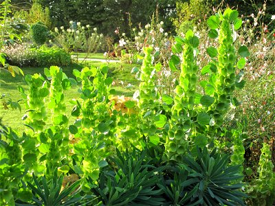 Moluccella laevis in the Jardin des Plantes in Paris.