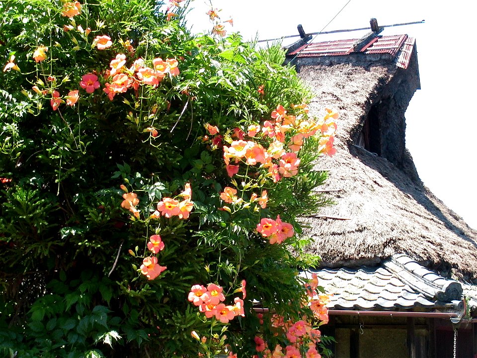 KAYA葺古house and trumpet creeper