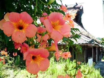Kaya House and trumpet creeper