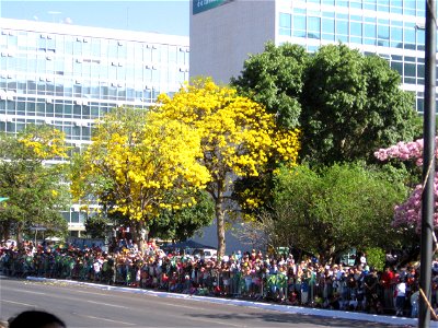 Ipê Amarelo em Brasília, na Esplanada dos Ministérios, em sete de setembro de 2007 durante a Parada comemorativa