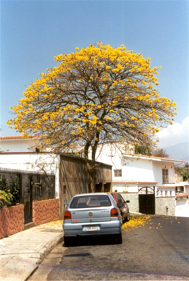 Araguaney in flower (Tabebuia pentaphylia). National tree of Venezuela. Caracas. Author: Fev. Date: February 2005