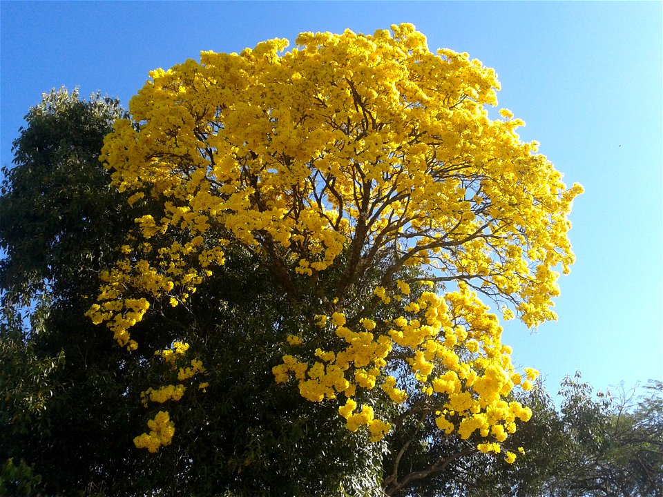 Ipê-amarelo na cidade de Descalvado