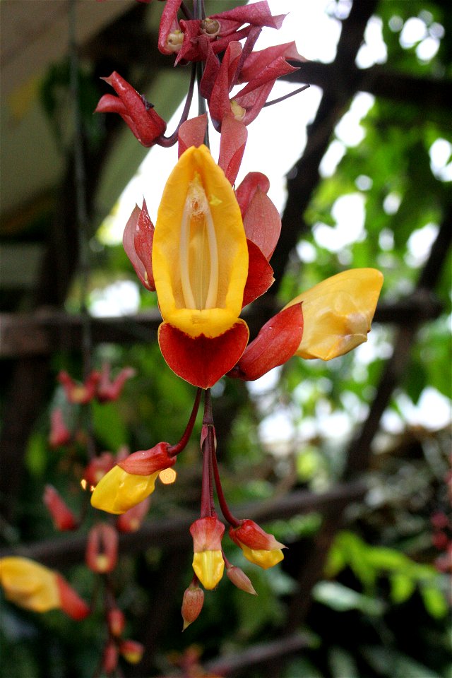 Thunbergia mysorensis at the Buffalo and Erie County Botanical Gardens.