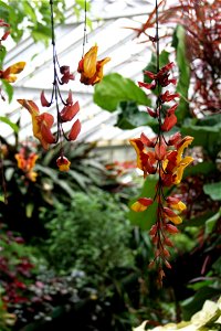 Thunbergia mysorensis at the Buffalo and Erie County Botanical Gardens.