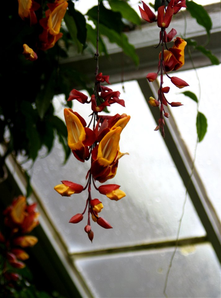 Thunbergia mysorensis at the Buffalo and Erie County Botanical Gardens.