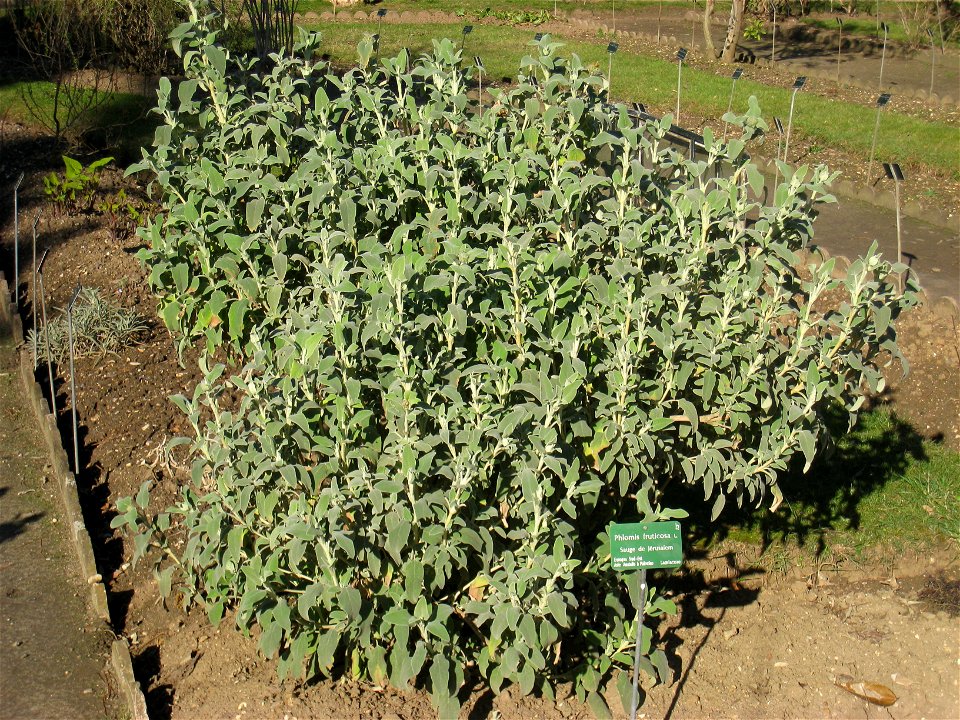Phlomis fruticosa in the Jardin des Plantes de Paris, Paris, France.
