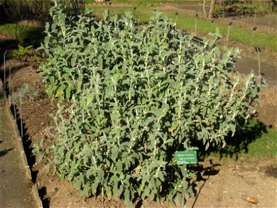 Phlomis fruticosa in the Jardin des Plantes de Paris, Paris, France.