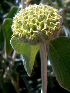 Phlomis fruticosa fruits in Dehesa Boyal de Puertollano, Spain