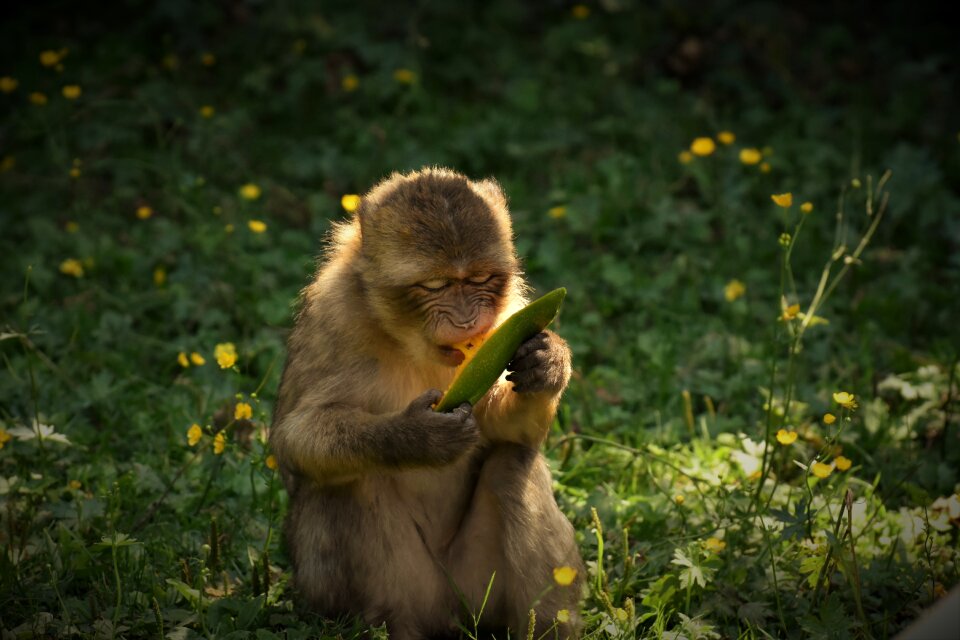 Animal wild animal zoo
