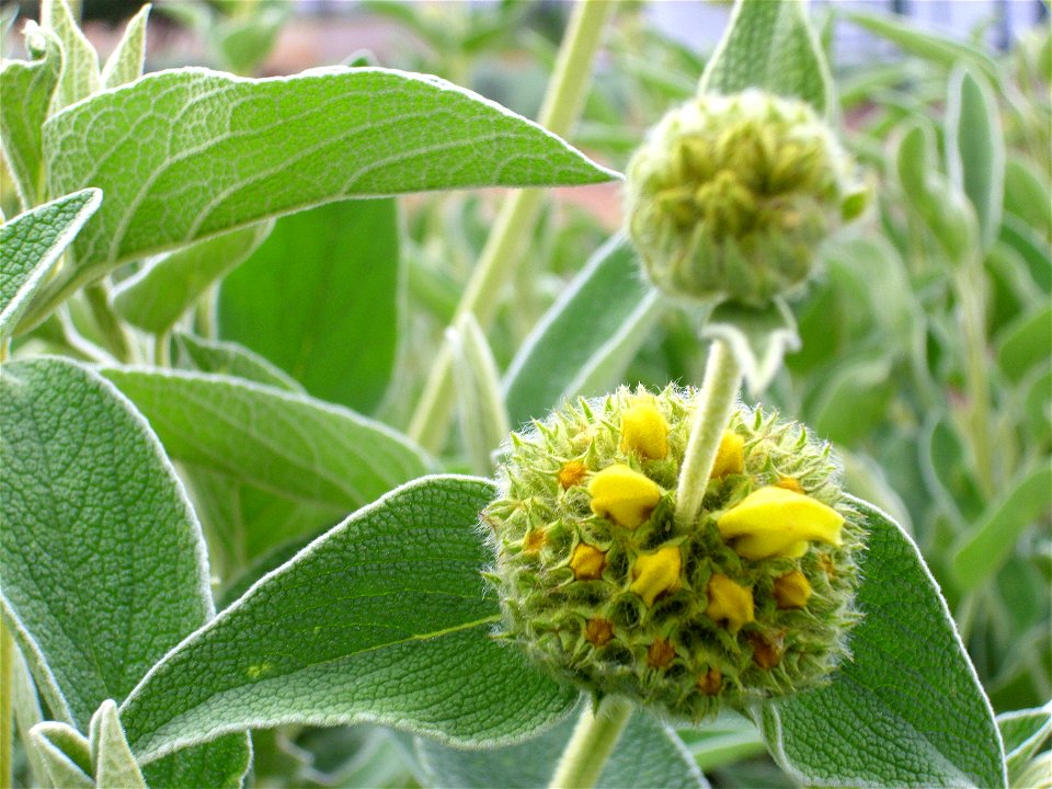 Phlomis fruticosa close up, Dehesa Boyal de Puertollano, Spain