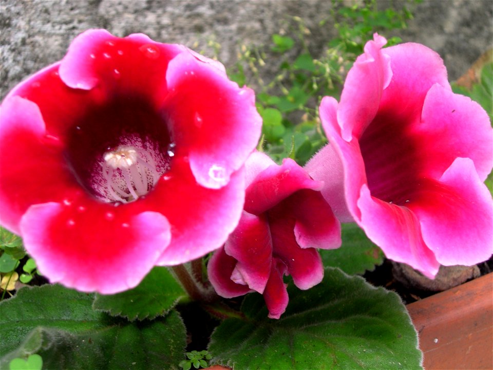 Cultivar of Sinningia speciosa.