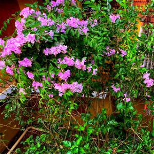ഉപയോക്താവിന്റെ വീട്ടിലെ വെള്ളുള്ളി വള്ളിച്ചെടി , ഗാർളിക് വൈൻ ആംഗലേയ നാമം