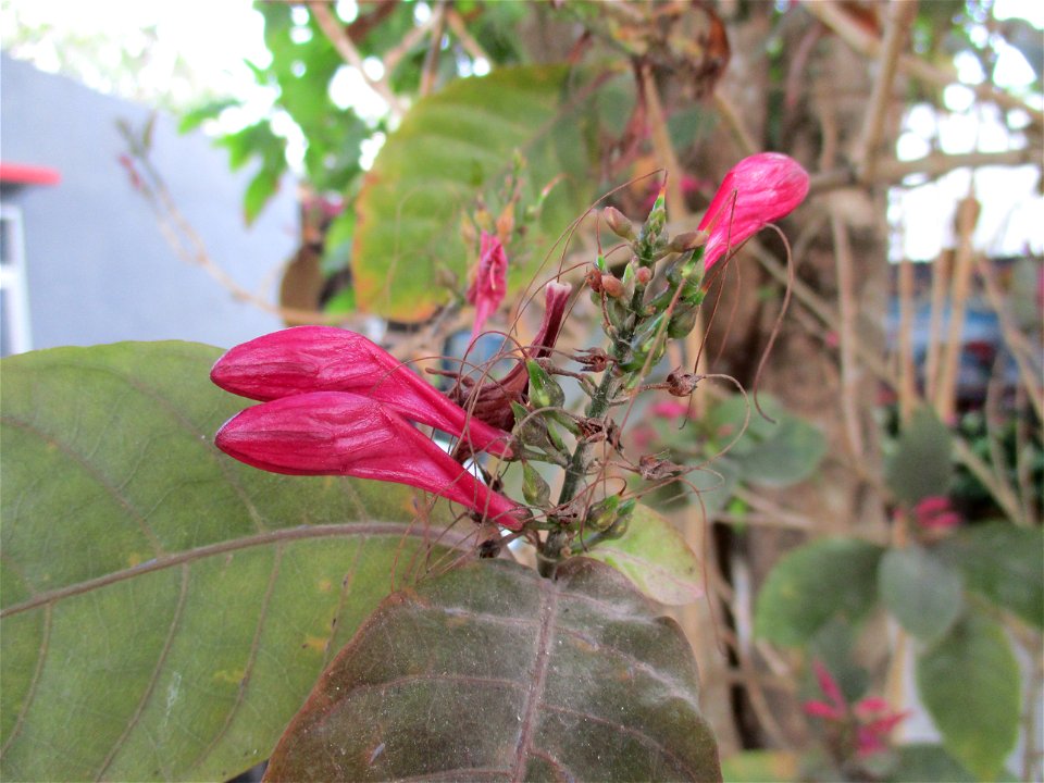 Flowers of the caricature plant (Graptophyllum pictum) in a house yard in the town of Ereke, northeastern Buton Island, Southeast Sulawesi, Indonesia