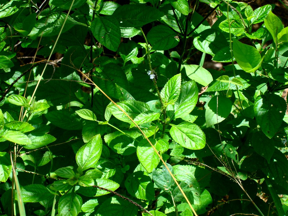 género Stachytarpheta cayennensis, espécie Verbenaceae, Gervão (nome de planta popular no Brasil.