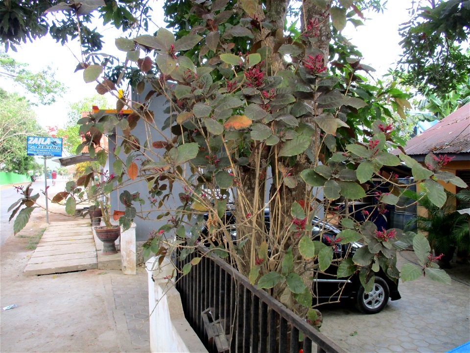 Caricature plant (Graptophyllum pictum) cultivated as an ornamental in a house yard in the town of Ereke, northeastern Buton Island, Southeast Sulawesi, Indonesia