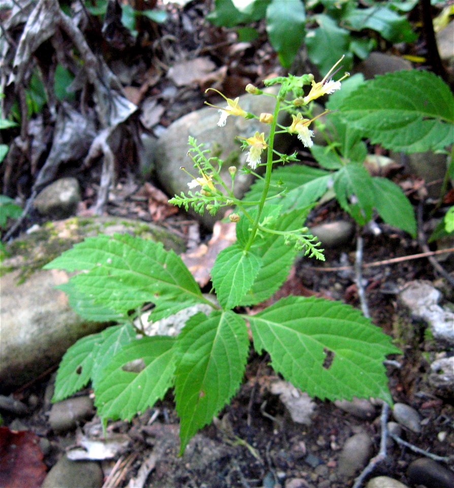 Collinsonia canadensis. Mesic forest in the ravine of the Caney Fork River at Scott's Gulf, White County, Tennessee.