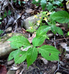 Collinsonia canadensis. Mesic forest in the ravine of the Caney Fork River at Scott's Gulf, White County, Tennessee.