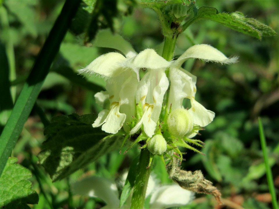 Weiße Taubnessel (Lamium album) am Erlichsee bei Oberhausen-Rheinhausen