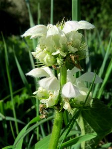 Weiße Taubnessel (Lamium album) im Hockenheimer Rheinbogen