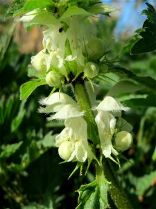 Weiße Taubnessel (Lamium album) am Erlichsee bei Oberhausen-Rheinhausen