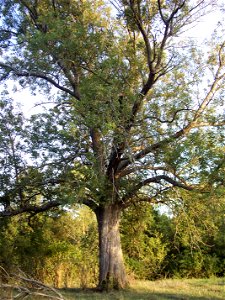 Blue ash (Fraxinus quadrangulata) form. Near Townsend Creek, Harrison County, Kentucky.