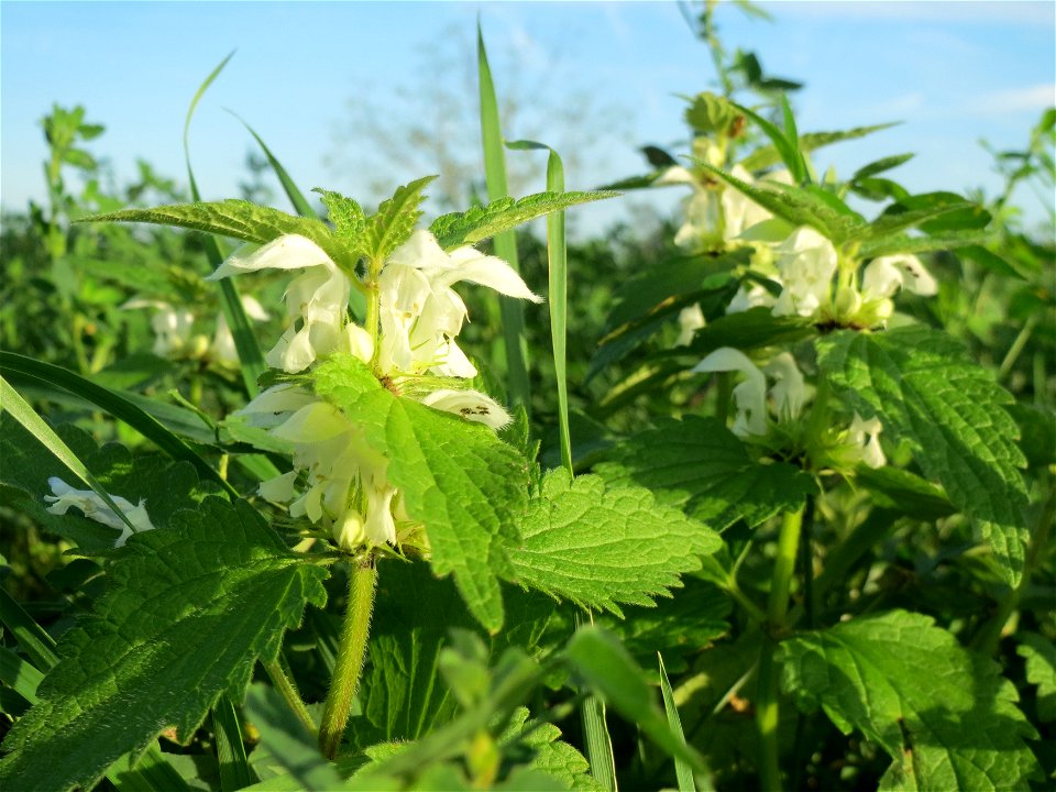 Weiße Taubnessel (Lamium album) am Burgweg bei Reilingen