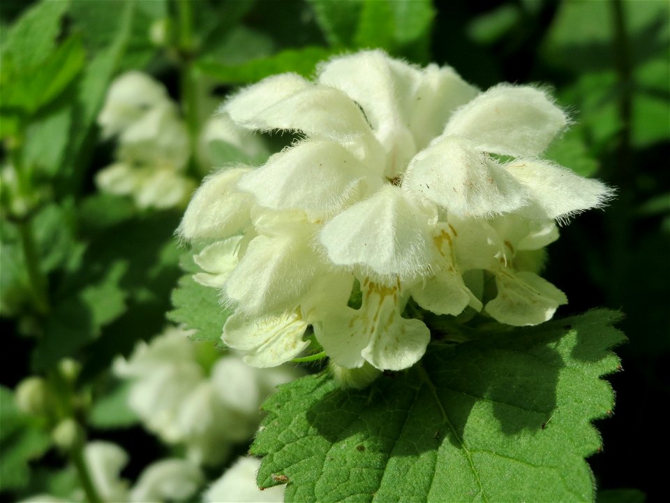 Weiße Taubnessel (Lamium album) im Naturschutzgebiet "St. Arnualer Wiesen"