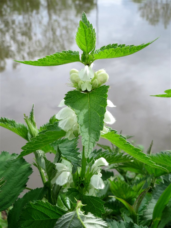 Weiße Taubnessel (Lamium album) im Bürgerpark Saarbrücken