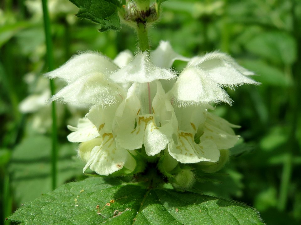 Weiße Taubnessel (Lamium album) im Naturschutzgebiet "St. Arnualer Wiesen"