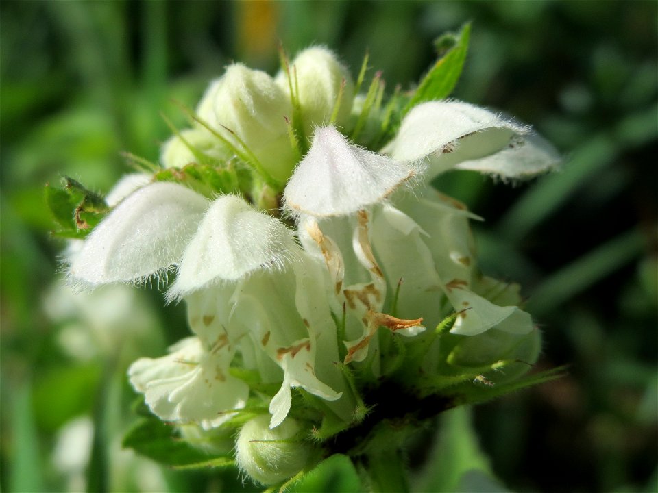 Weiße Taubnessel (Lamium album) im Hockenheimer Rheinbogen
