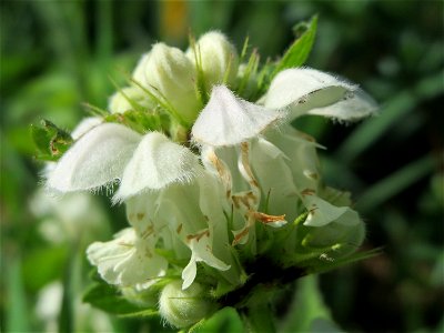 Weiße Taubnessel (Lamium album) im Hockenheimer Rheinbogen