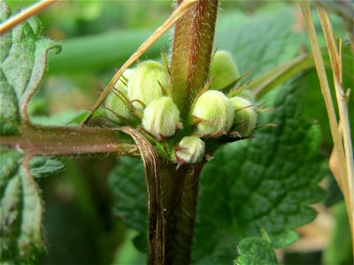 Weiße Taubnessel (Lamium album) im Naturschutzgebiet "St. Arnualer Wiesen"