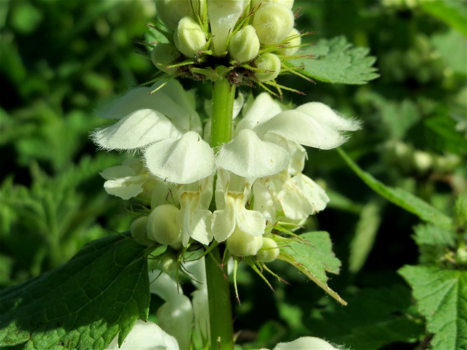 Weiße Taubnessel (Lamium album) am Neckarufer in Heidelberg-Neuenheim