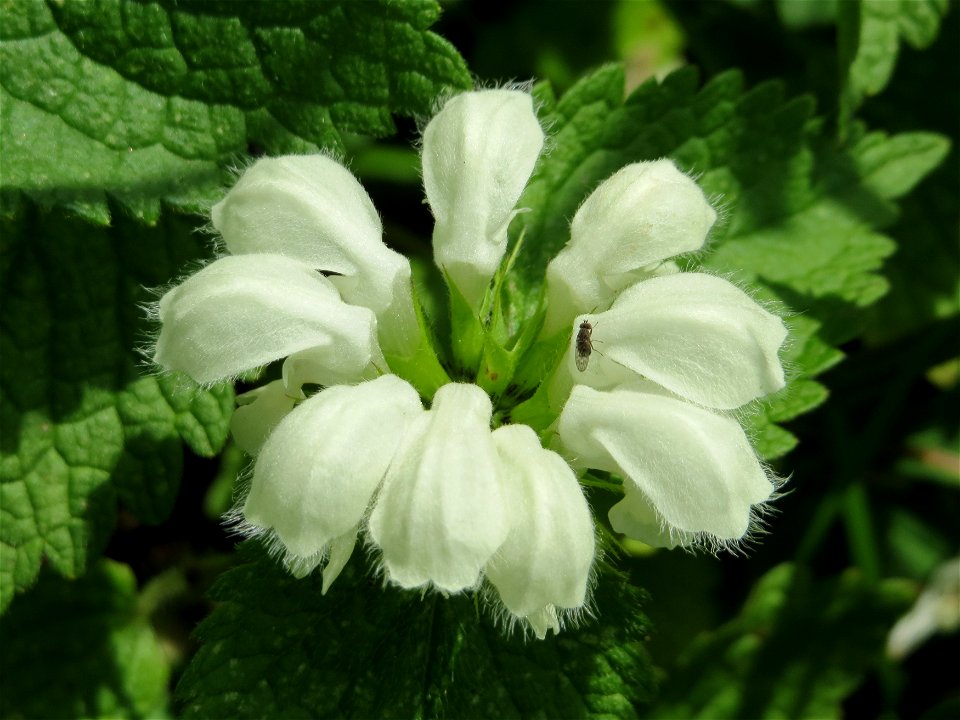 Weiße Taubnessel (Lamium album) in den Horststückern im Landschaftsschutzgebiet „Hockenheimer Rheinbogen“