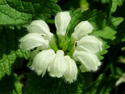 Weiße Taubnessel (Lamium album) in den Horststückern im Landschaftsschutzgebiet „Hockenheimer Rheinbogen“