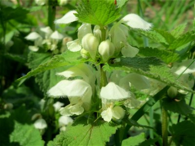 Weiße Taubnessel (Lamium album) im Naturschutzgebiet „Alter Bahndamm“ im Landschaftsschutzgebiet Hockenheimer Rheinbogen