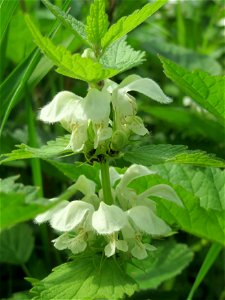 Weiße Taubnessel (Lamium album) im Naturschutzgebiet „Alter Bahndamm“ im Landschaftsschutzgebiet Hockenheimer Rheinbogen