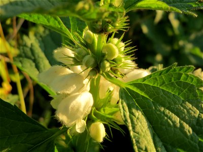Weiße Taubnessel (Lamium album) in den Horststückern im Hockenheimer Rheinbogen