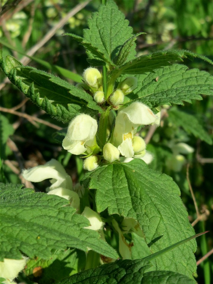 Weiße Taubnessel (Lamium album) auf einer Brachfläche am Messplatz in Hockenheim