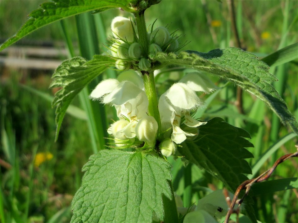 Weiße Taubnessel (Lamium album) auf einer Brachfläche am Messplatz in Hockenheim