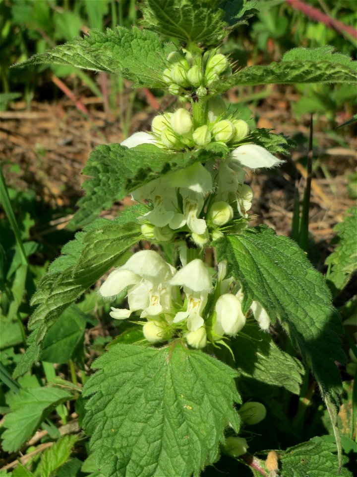 Weiße Taubnessel (Lamium album) auf einer Brachfläche am Messplatz in Hockenheim