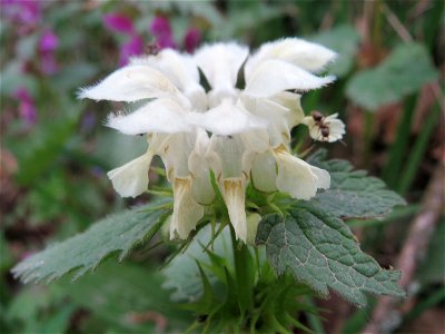 Weiße Taubnessel (Lamium album) an einer alten Römerstraße im Simbachtal, einst Jakobsweg