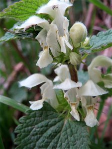Weiße Taubnessel (Lamium album) an einer alten Römerstraße im Simbachtal, einst Jakobsweg