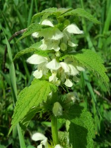 Weiße Taubnessel (Lamium album) an der Saar in Saarbrücken