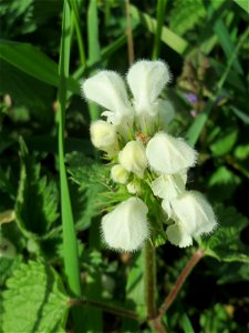 Weiße Taubnessel (Lamium album) an der Saar in Saarbrücken